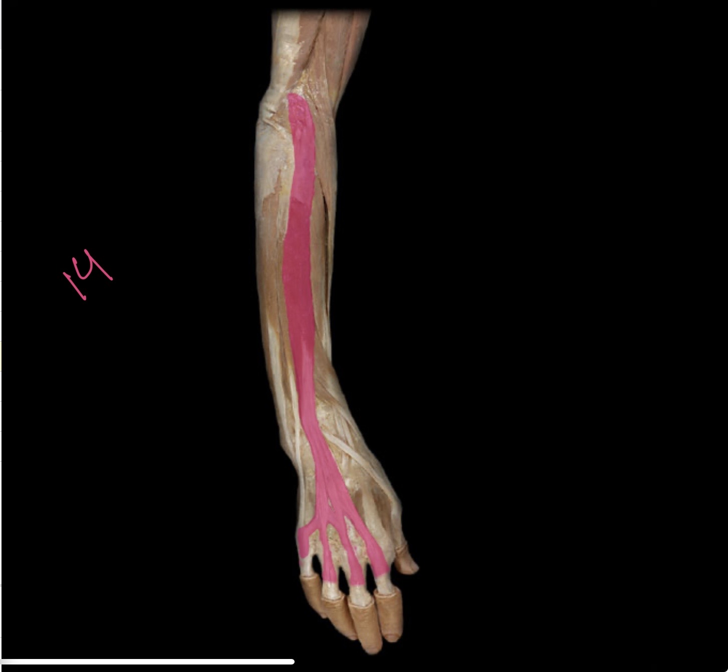<p>Extensor digitorum m</p>