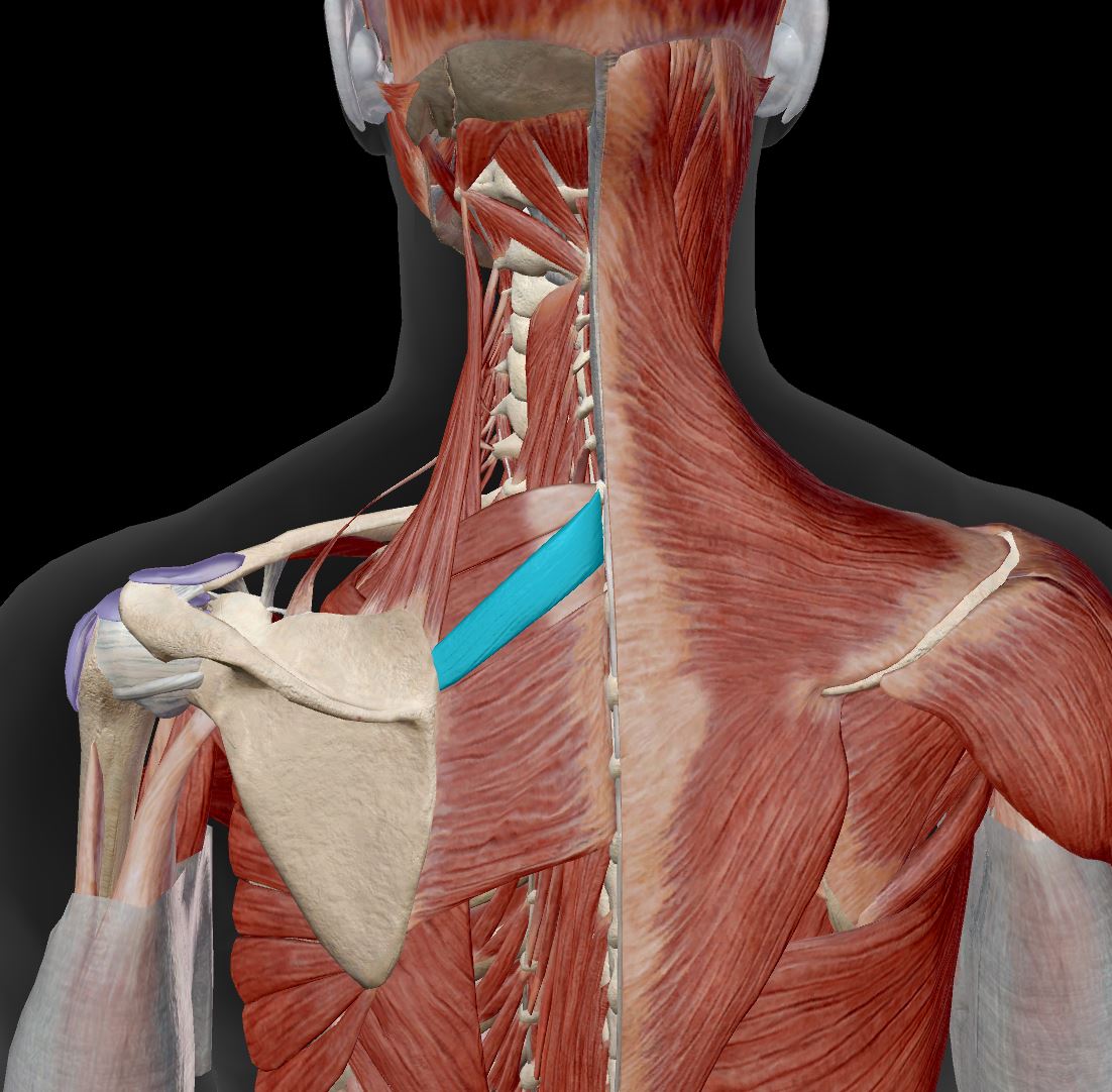 <p>shoulder girdle muscle&nbsp;</p>
