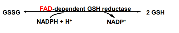 <p>reduction of oxidized form of glutathione (GSSG) to reduced form of glutathione (GSH) </p>