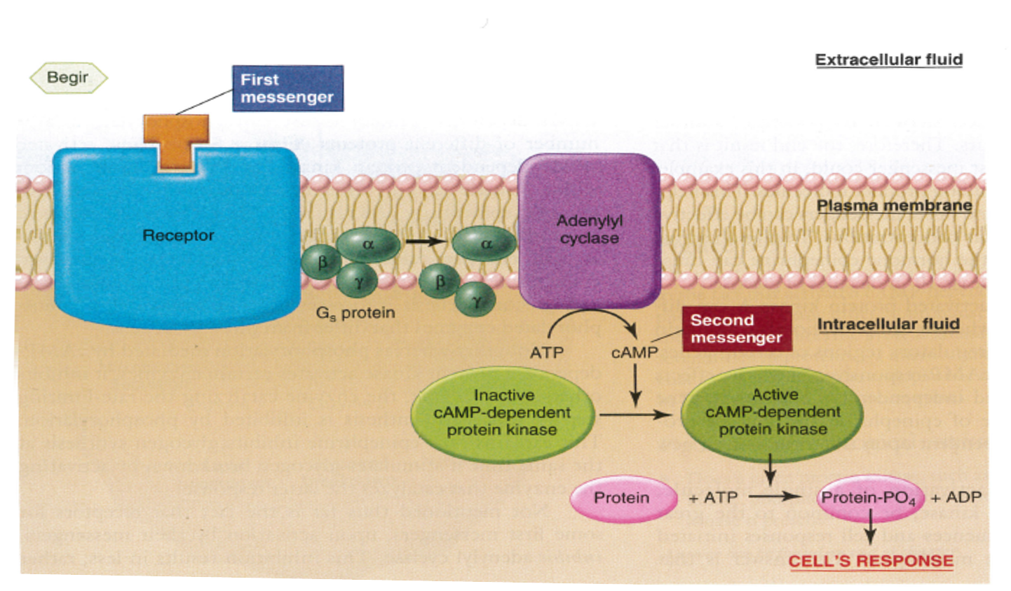 <p><span>An enzyme that produces cAMP by hydrolyzing ATP to produce cAMP,</span></p>