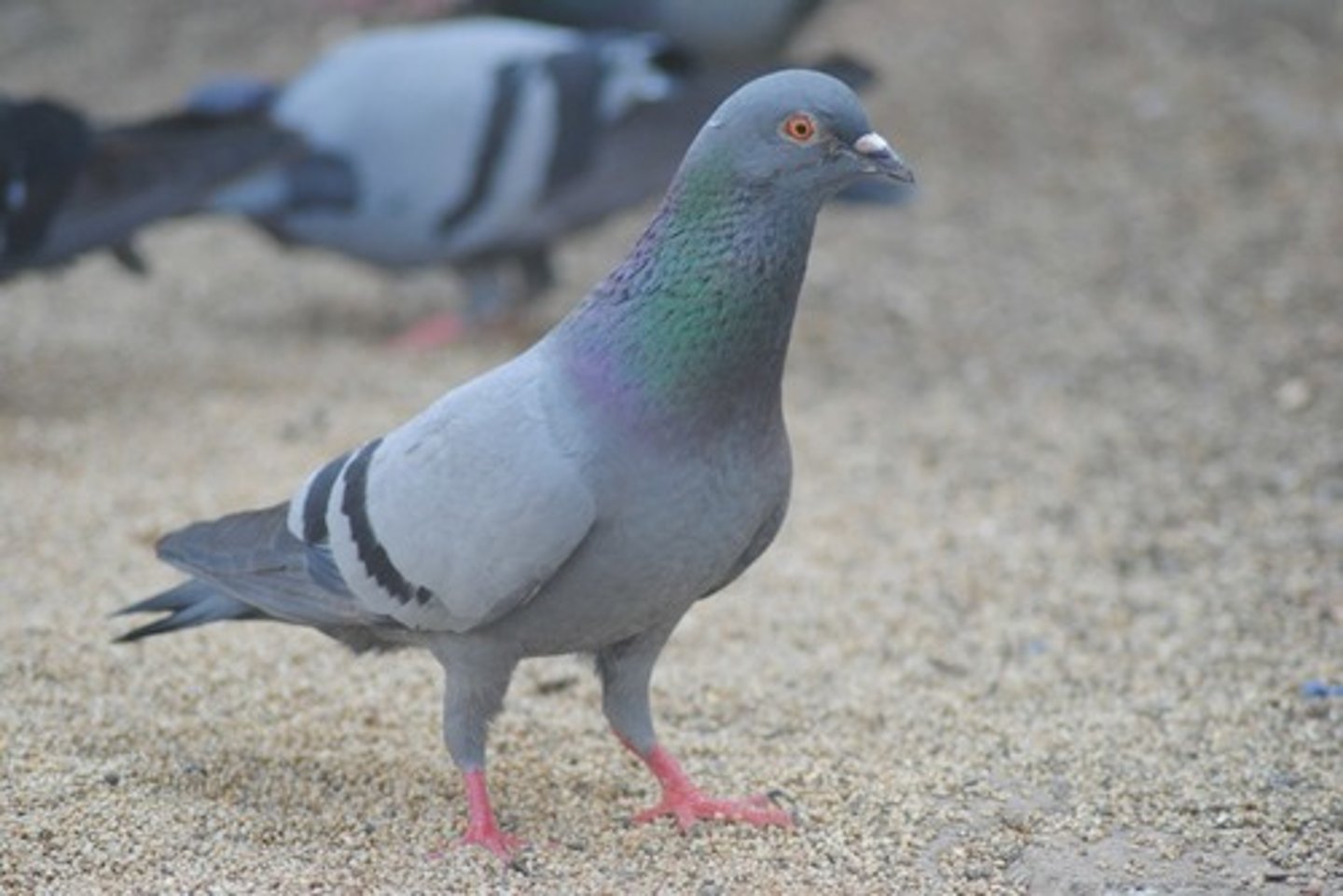 <p>Columba livia</p>