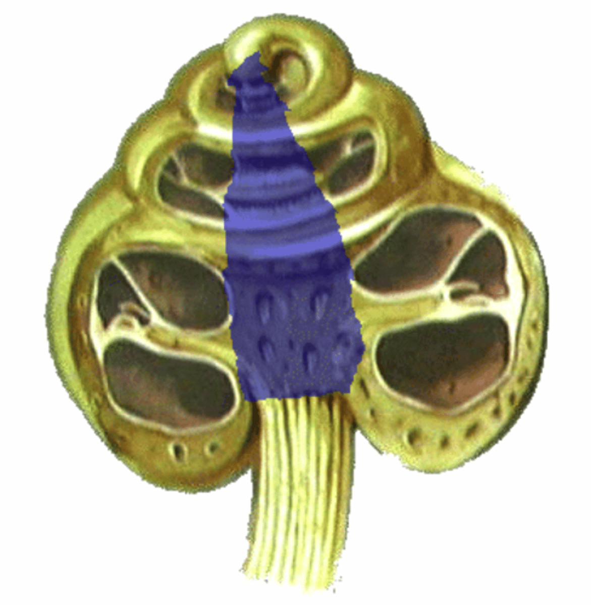 <p>bony core that cochlear canal spirals around. elongated cone</p>