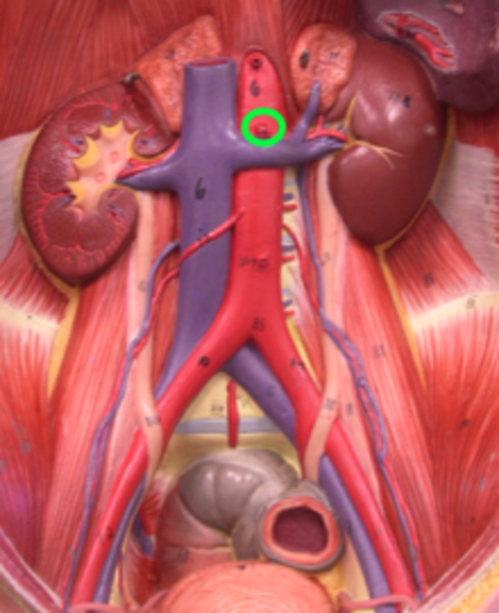 <p>Name the blood vessel.</p>