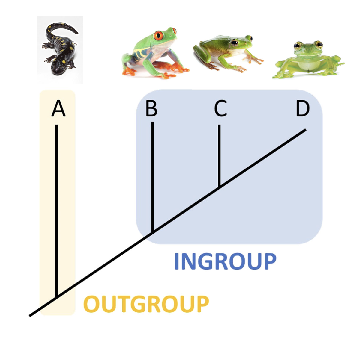 <p>Those in the ingroup are the species that are being studied. </p>