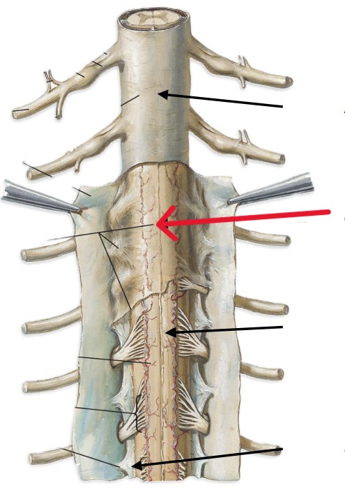<p>Which layer of the spinal cord is:</p><ul><li><p>Middle layer of spinal cord</p></li><li><p>Arachnoid membrane</p></li></ul><p></p>