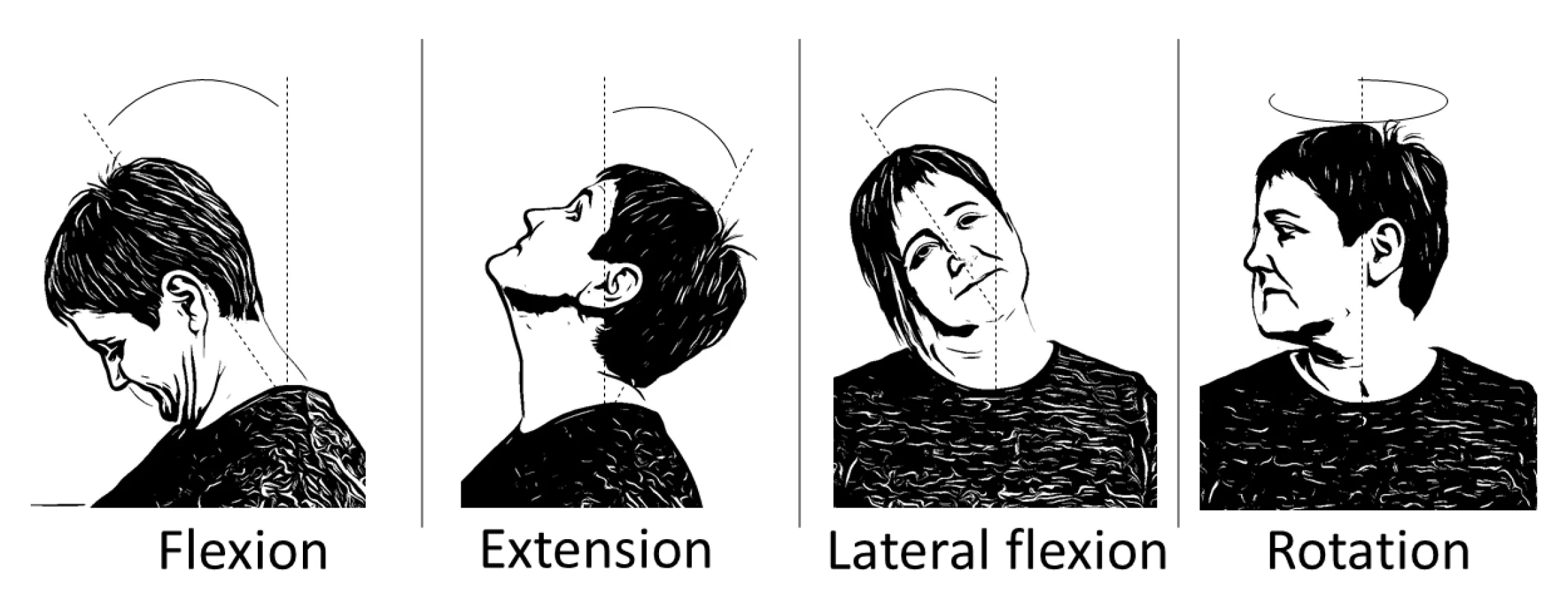 <p>movement / muscles of the neck:</p>