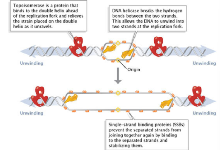 <ul><li><p>Unwinding: DNA replication requires a single strand template. Multiple enzymes</p><ul><li><p>Unwind whole thing</p></li><li><p>Helicase undo H bonds between base pairs</p><ul><li><p>Strands separate: need something to hold DNA from not collapsing</p></li><li><p>The second you unwind, it wants to go back → it keeps it open to allow continuous replication by using SSN proteins → stay bound to unwounded DNA so machinery can do their job</p></li><li><p>Supercoiling is prevented during unwinding with DNA Gyrase </p></li></ul></li></ul></li></ul><p></p>