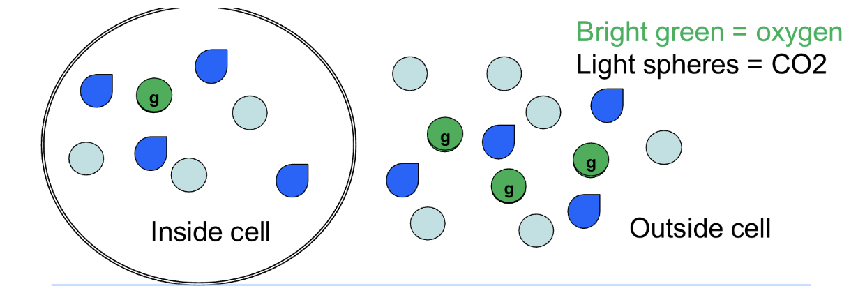 <p><span>What kind of gradient is shown if the spheres are gases?</span></p>