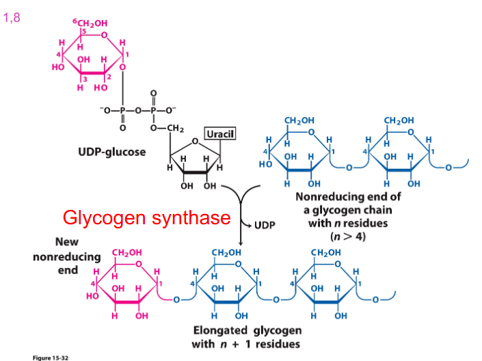 <p>- Key enzyme is Glycogen synthase</p><p>- that enzyme actually requires activated glucose.</p>