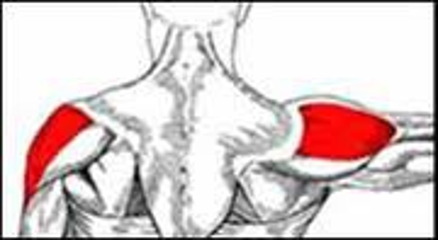 <p>I: deltoid tuberosity of humerus</p>