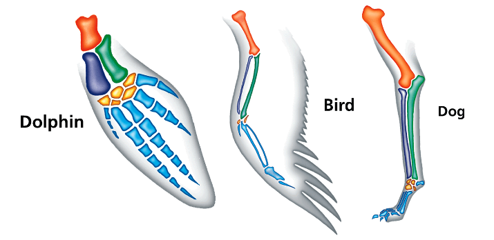 Structures that are similar and are inherited from a common ancestor but have different functions  

Example: The forelimb (arm) of different organisms are adapted for different uses, but they all have similar bones