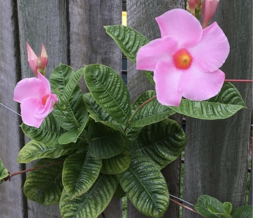 <p>Mandevilla [Apocynaceae]</p>