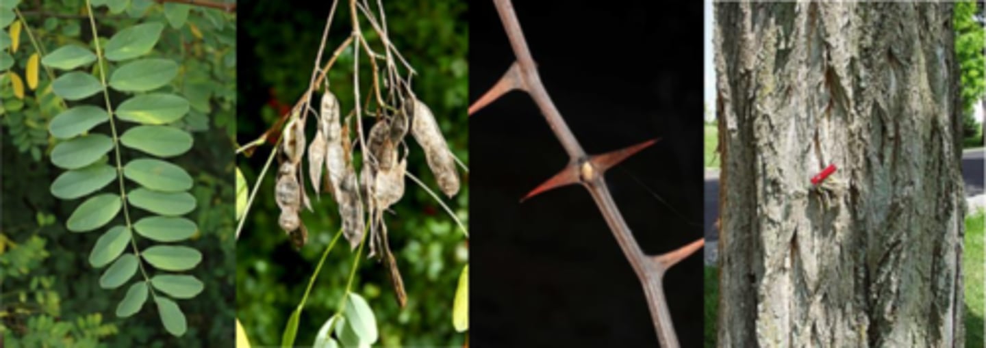 <p>Leaves: alternate, pinnately compound up to 12 in. long w/ 7-19 ovate leaflets per leaf. Leaflets are bluish-green w/ entire (not serrated) margins. </p><p>Twigs: moderately stout, zig-zag, smooth, brown; pairs of thick/sharp short, unbranched spines at most nodes, mainly on smaller twigs; spines may not be noticeable on slow-growing trees. </p><p>Buds: terminal bud lacking; lateral buds are small, usually not noticeable (sunken) </p><p>Flower: perfect white flowers appear in drooping clusters in early May, just at leaf out. Fragrant, very showy. </p><p>Fruit: flat, 4”-long, oblong pods, often persists during the winter. </p><p>Bark: tan, fibrous, thick w/ deep fissures; orange inner-bark. </p><p>Form/Silvics: A ubiquitous tree species; can be invasive. </p>