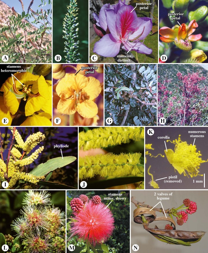 beans, peas, have classic pea pods, funky flower shapes
-ex: senna marlandica, gleditsia triacanthos, gymnogladus dioicus