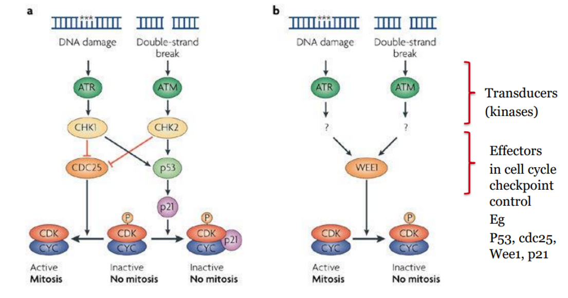 <p>stabilised by CHK1/2 → increases p21 expression → inhibits CDK →<strong> reinforces G1 and G2 checkpoints</strong></p>