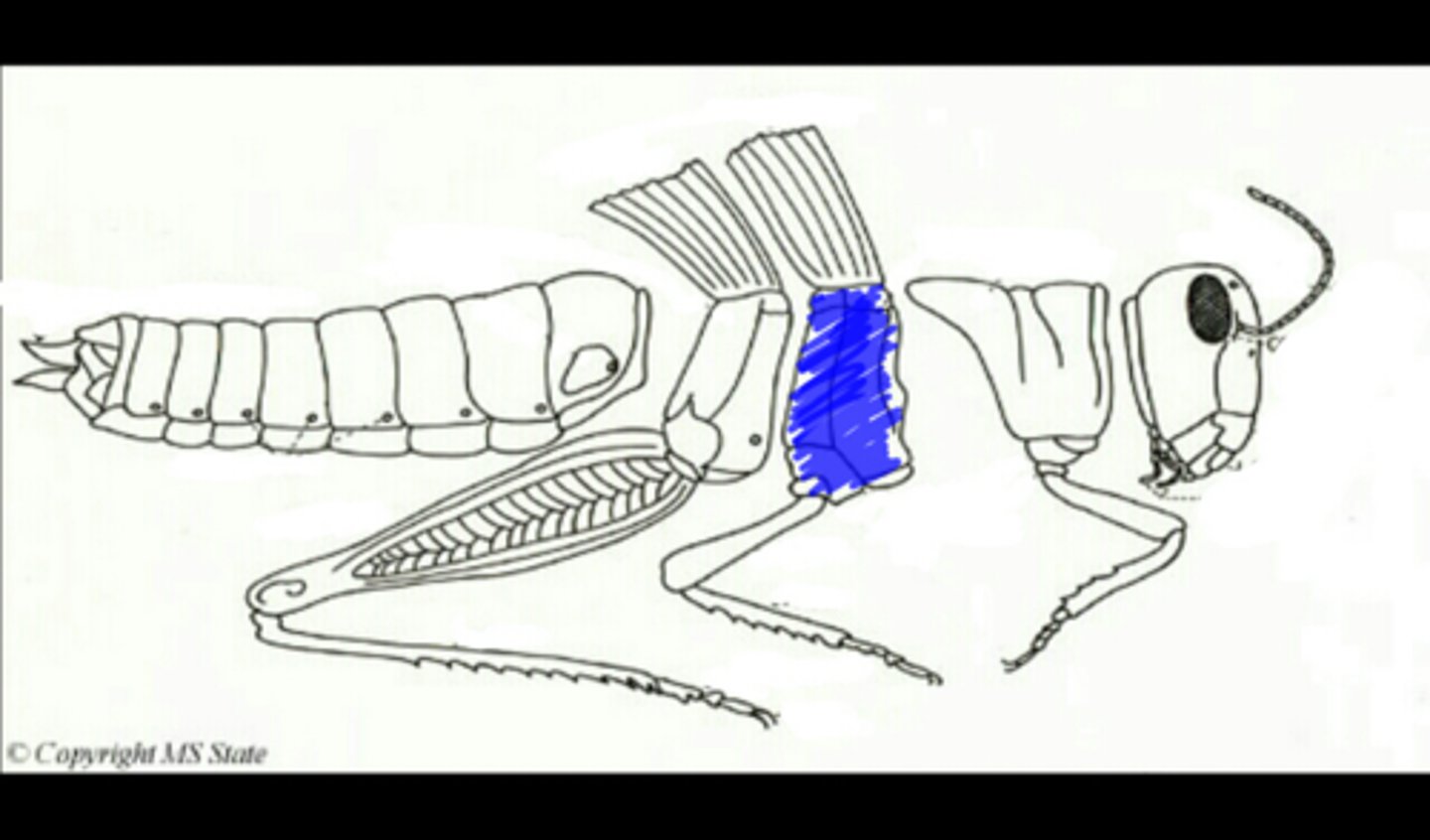 <p>Spiracles are located here</p>