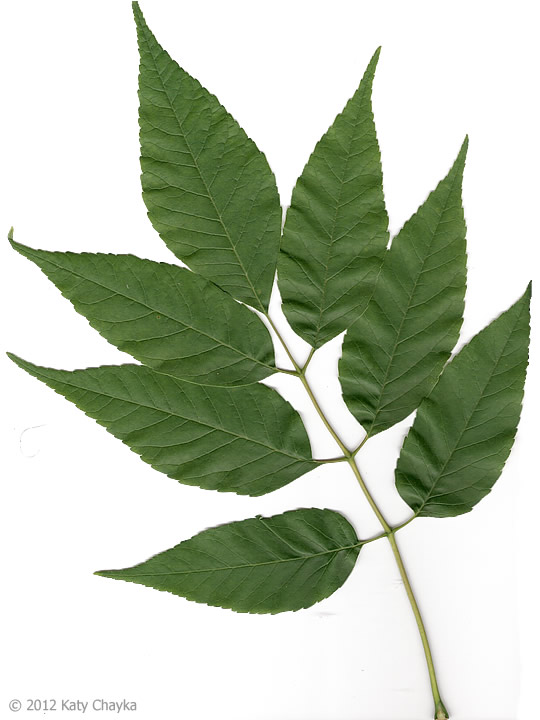 term image