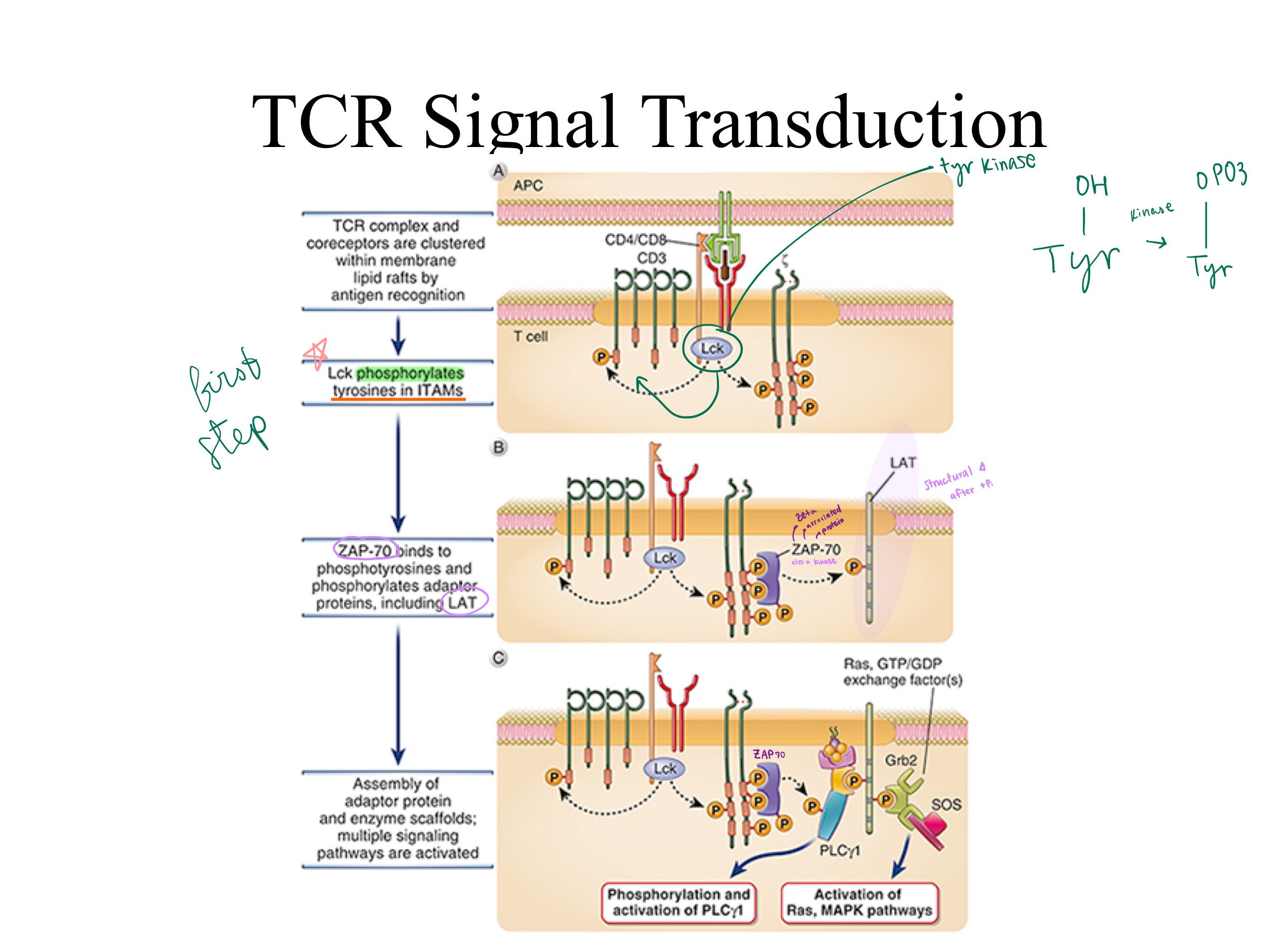 <p><strong>TCR Signal Transduction:</strong></p><ul><li><p>To tyrosines on ITAMs, <sub>(p56)</sub>Lck ___ Y508 using a _, and ___ Y397 <sub>making it a _ (enzyme)</sub>, turning it from INactive to active.</p></li><li><p>Then the zeta region changes shape after phosphorylation, ___ binds to it.</p></li><li><p>LAT is now an active _, which phosphorylates _.</p></li><li><p>That final structural change to _ leads to secondary messaging pathways (Ras, MAPK, GEFs).</p></li></ul><p></p>