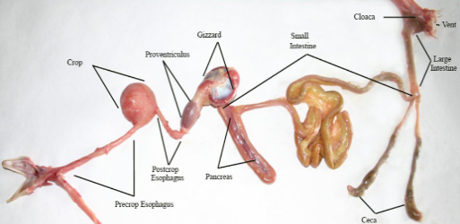 <p>part of large intestine where water absorption occurs</p>