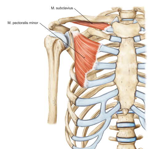 <p>m. pectoralis minor</p><p>loopt van rib 3-5 naar de processus coracoideus</p><p>functie = verlagen van de scapula en het optillen van de ribben</p>