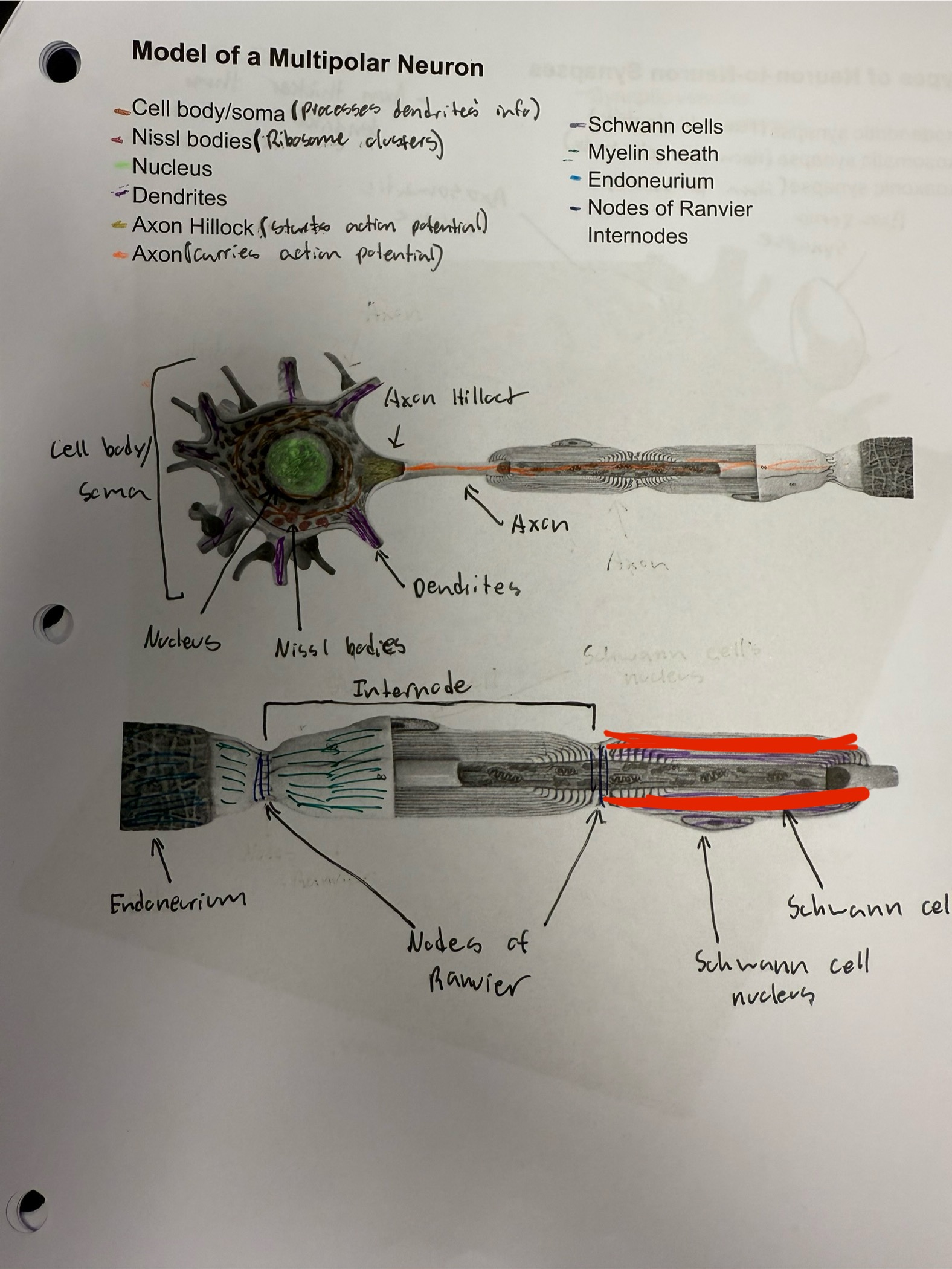 <ul><li><p>Myelin sheath protrudens superficial to axon, surrounding it</p></li></ul><p></p>