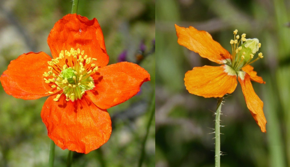 <p>Petals 10-20 mm; peduncle glabrous or soft-hairy; after fire or disturbance </p>