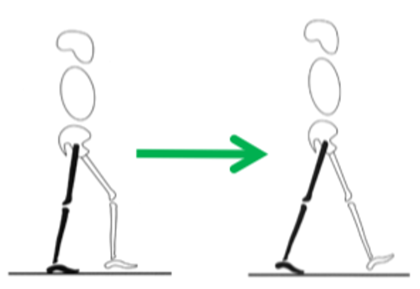 <p>2 Phases Involved:</p><p>1. mid stance (early + late)</p><p>2. terminal stance</p><p>Controlled: tibial advancement</p><p>Peak Demand On:</p><p>1. hip abductors (early/late mid stance)</p><p>2. gastrocnemius (terminal stance)</p>