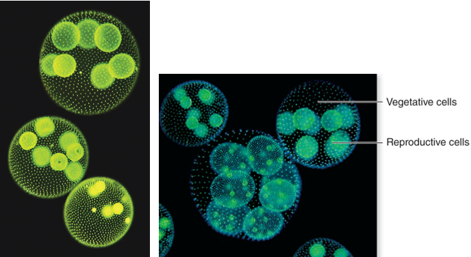 <p>Genus of green algae that is colonial. It has reproductive cell and vegetation cells.</p>