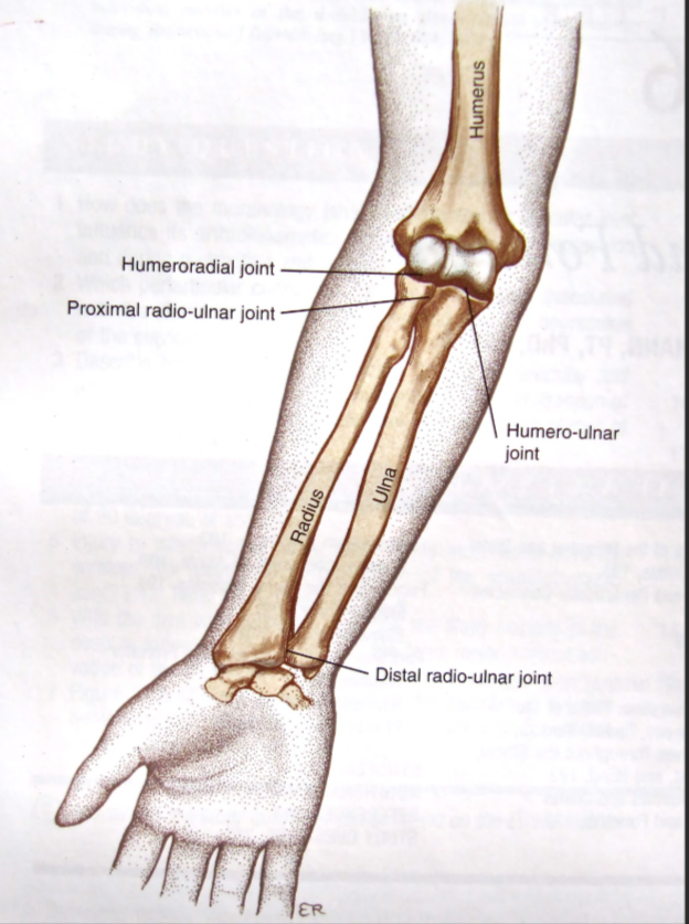 <p>Distal Radioulnar Joint (near wrist)</p>