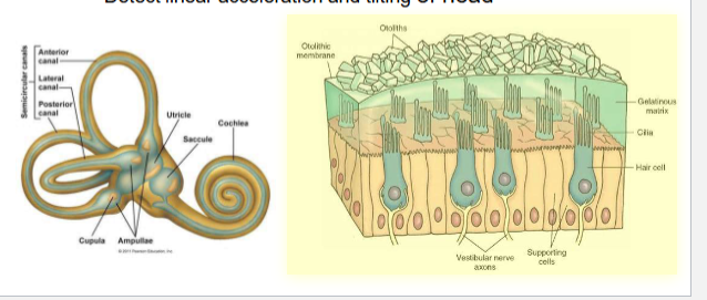 <p><span><span>Macula</span></span></p>
