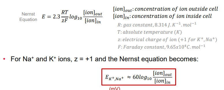 <p>electrical potential (E) of an ion is calculated using this - it is base on concentrations outside and inside the cell</p>