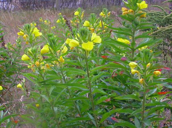 <p>Evening primrose - <em>Oenothera biennis</em></p>