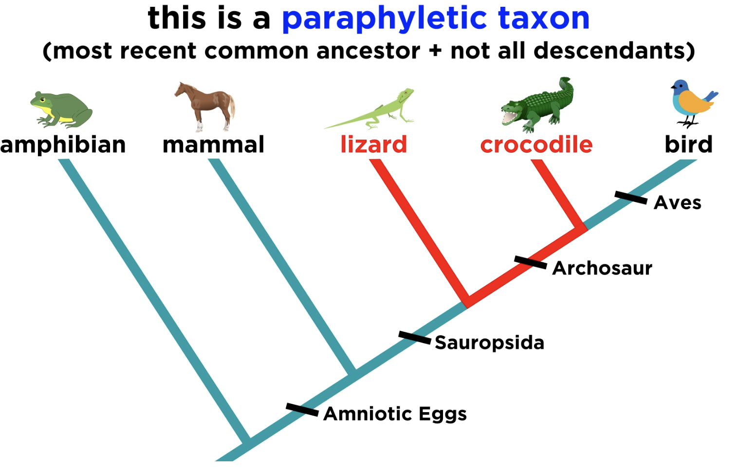 <p><strong>Grouping consists of an ancestral species <u>with some</u>, but not all, descendants.</strong></p><img src="https://knowt-user-attachments.s3.amazonaws.com/5559656d-4677-4b84-aefd-1b115a16b23a.png" data-width="25%" data-align="left"><p></p>