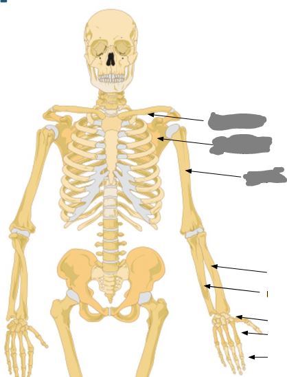 <p>Label this image from top to bottom…</p>