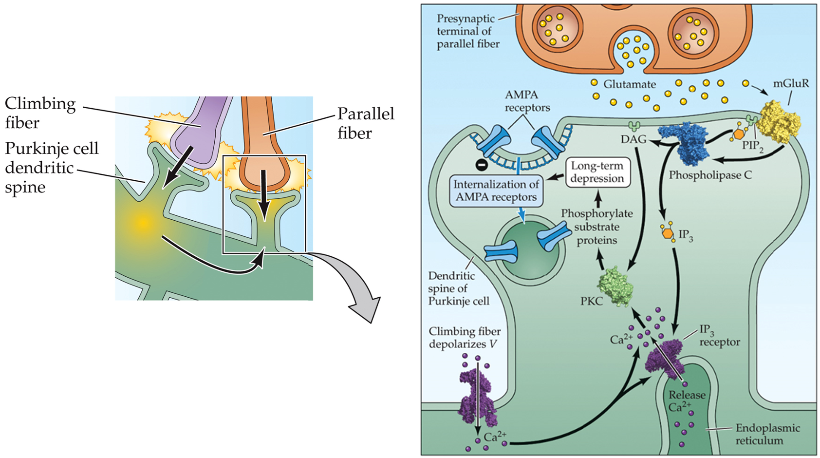 <ul><li><p>modulated by cerebellum</p></li><li><p>Purkinje cells compare climbing fiber input and parallel fiber input</p><ul><li><p>if inputs arrive at the same time: depression of synapse with parallel fiber</p><ul><li><p>via LTD = endocytosis of AMPAR</p></li></ul></li><li><p>next time: similar input will have the Purkinje cells fire less → less inhibition from cerebellar loop → brain motor program controlled by that Purkinje cell will be more activated</p></li></ul></li></ul><p></p>