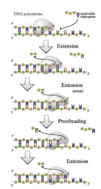 <p>two double-stranded DNA molecules will pass through a part of the DNA polymerase enzyme to correct improper matches in base pairs</p>