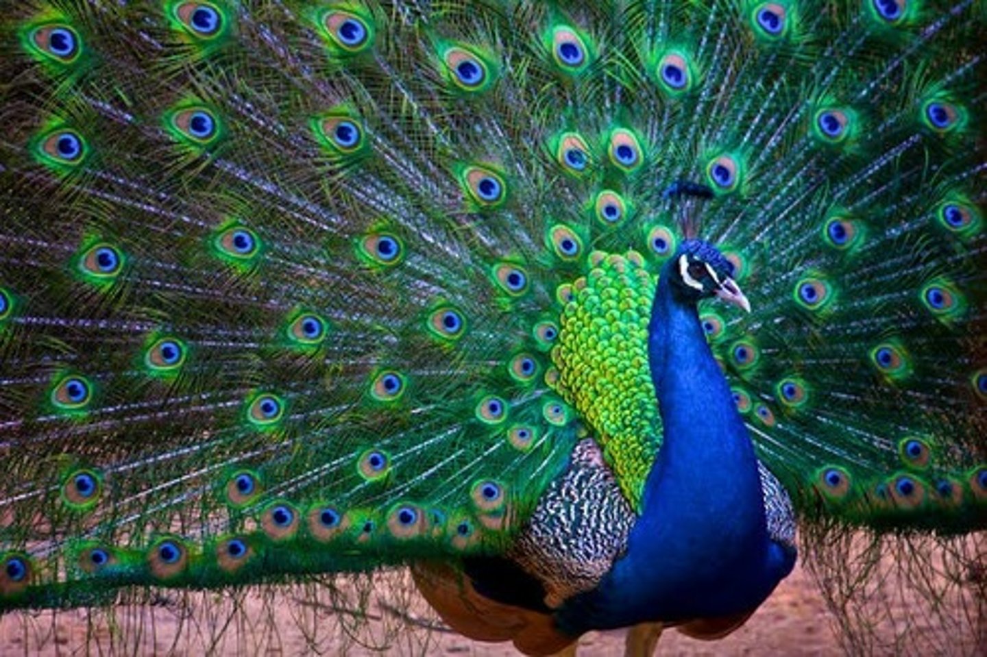 <p>peahen prefer peacocks with large and symmetrical eyes on their tails (<strong>inter</strong>sexual)</p>