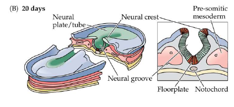 <p>development of the neural tube which leads to the development of the brain and spinal cord</p><ul><li><p>As neurulation proceeds, the neural plate begins to fold at the midline (adjacent to the notochord), forming the neural groove and, ultimately, the neural tube.</p></li><li><p>Neural plate → neural groove → neural tube</p></li><li><p>20 days&nbsp;</p></li></ul><p></p>