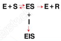 <p><u>Enzyme Kinetics</u></p><p><u>Competitive vs. Uncompetitive vs. Noncompetitive vs. Mixed Inhibition</u></p><p>prevents conversion of substrate to product</p>
