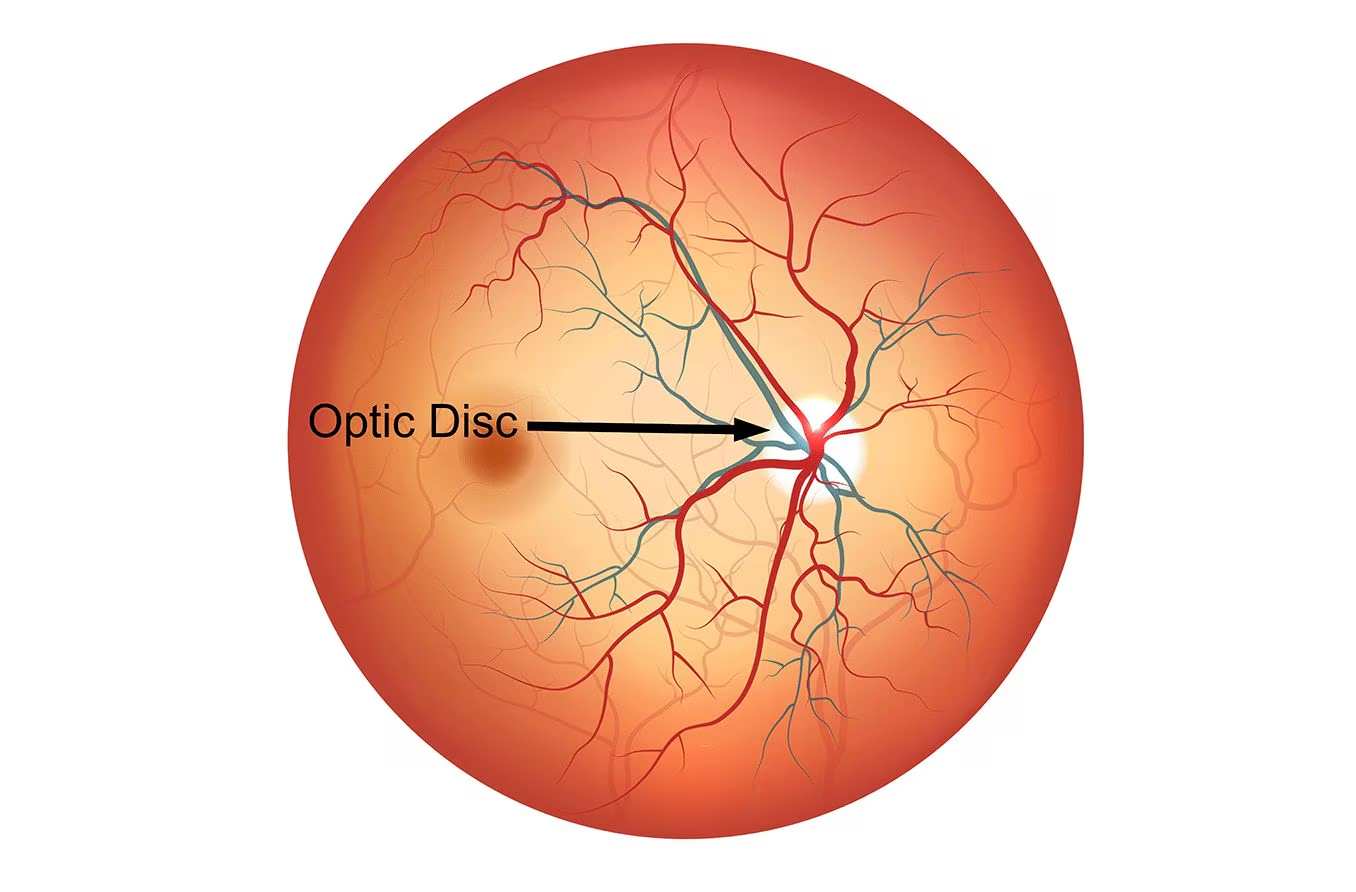 <p>serves as the exit point for the optic nerve and gathers all visual information from the retina and transmits it to the brain </p>
