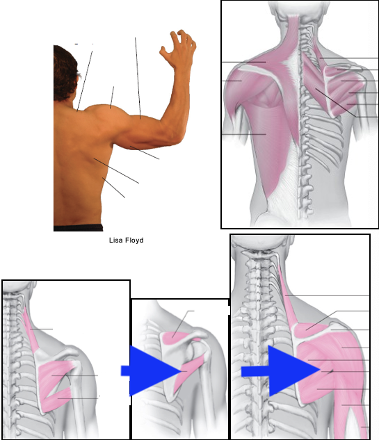 term image