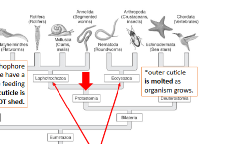 <p>bilateria into protosomia then… *</p>