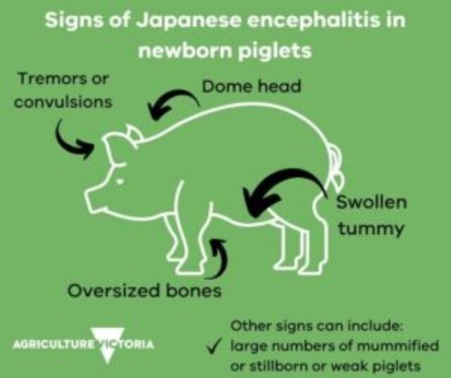 <p>Reproductive losses (testes) and potential CNS effects</p>