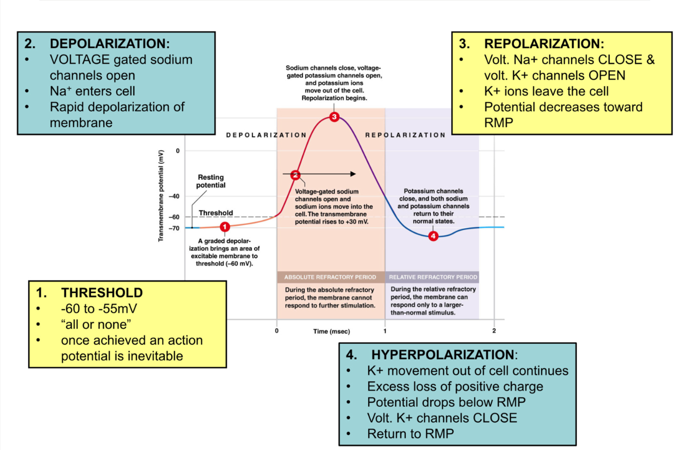 <p>RMP (<strong><u>-70mV</u></strong>) → graded potential →axon hillock threshold (-60mV) → action potential activated</p><p>(Na+ <strong>active gate = closed, inactive gate = open, inactivates any stimulus response when closed</strong>)</p><p></p><ol><li><p><strong>Threshold</strong></p></li></ol><ul><li><p>threshold = <strong><u>-60mV</u></strong> → inevitable action potential&nbsp;</p></li></ul><p></p><ol start="2"><li><p><strong>Depolarization (more positive)&nbsp;</strong></p></li></ol><ul><li><p>open voltage gated Na+ channels → Na+ enter → cell becomes more positive&nbsp;</p></li><li><p>rapid depolarization&nbsp;</p></li><li><p><strong>active gate opens, inactive gate open</strong>, → Na+ gate open&nbsp;</p></li></ul><p></p><ol start="3"><li><p><strong>Repolarization </strong>(<strong>more negative)</strong>&nbsp;</p></li></ol><ul><li><p>at <strong><u>+30mV</u></strong><u> </u>voltage gated Na+ channels close (active gate open, inactive gate closed) → stop Na+ flow</p></li><li><p><strong>voltage gated K+ channels OPEN</strong> → K+ leaves cell → cell becomes more negative towards RMP</p></li></ul><p></p><ol start="4"><li><p><strong>Hyperpolarization (more negative than RMP)</strong></p></li></ol><ul><li><p>excess loss of positive charge</p></li><li><p>around RMP <strong>voltage gated K+ channels begin to close</strong> but don’t fully close until <strong><u>-90mV</u></strong></p></li></ul><ul><li><p>return to RMP</p></li></ul><p></p>