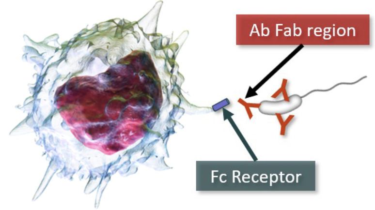 <ul><li><p>primary role is phagocytosis of pathogens, triggered by contact of pathogen with MØ pseudopods</p></li><li><p>MØ PRRs can bind to PAMPs, triggering phagocytosis as part of innate immune system response</p></li><li><p>MØ also have <strong>Fc receptors</strong> that bind Ab bound to Ag and induce phagocytosis more effectively than PRRs</p></li><li><p>Cytokines greatly increase MØ activity, aggressiveness, and pseudopod action.</p></li></ul><p></p>