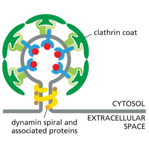 <ul><li><p>Has a <strong>PI-binding domain</strong> for membrane targeting</p></li><li><p>Contains a <strong>GTPase domain</strong> that powers membrane scission</p></li><li><p>May <strong>recruit lipid-modifying enzymes</strong></p></li><li><p><strong>Pinches off vesicles</strong> from the membrane during endocytosis</p></li></ul><p></p>
