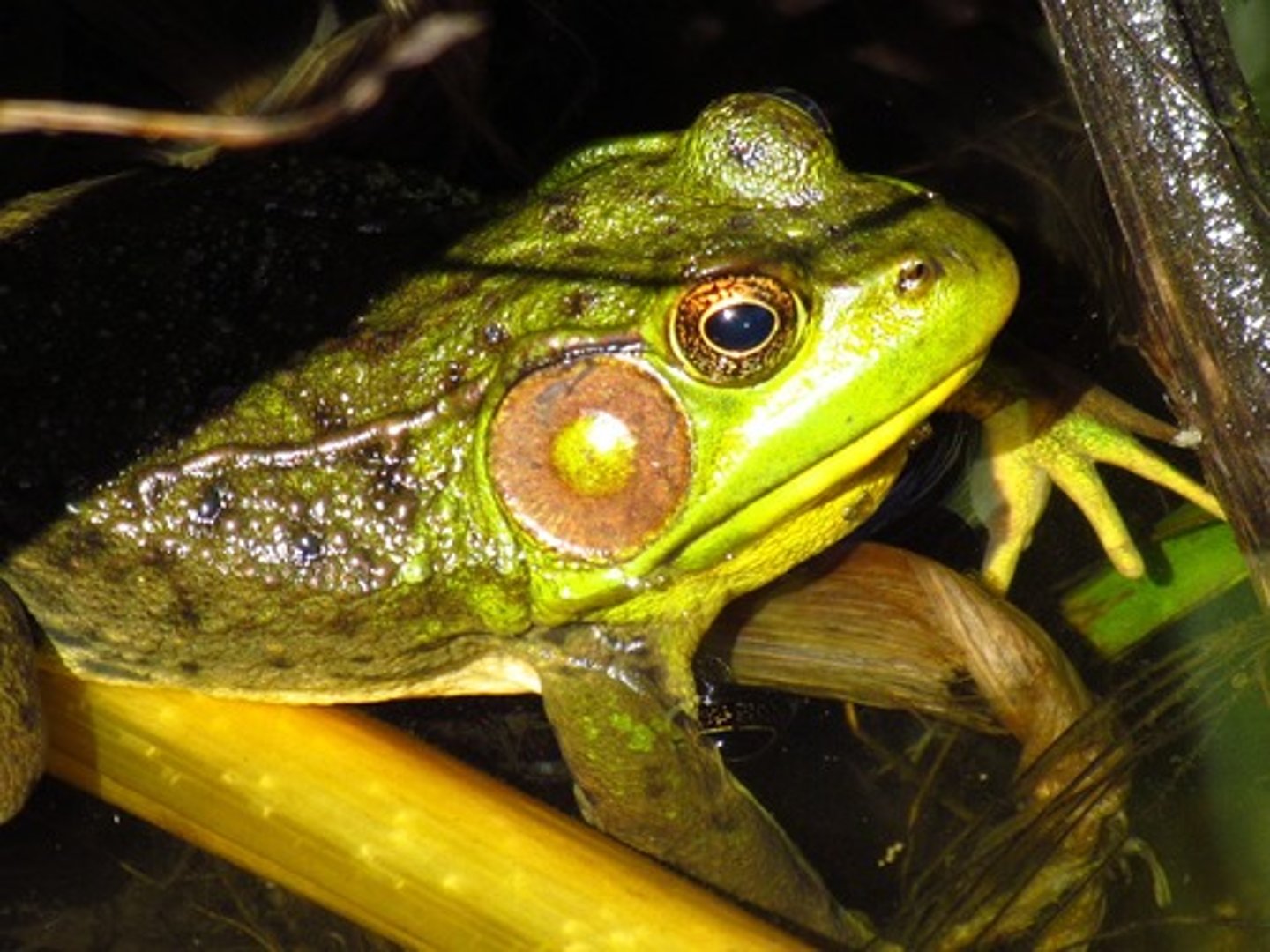 <p>Eardrum on frog</p>