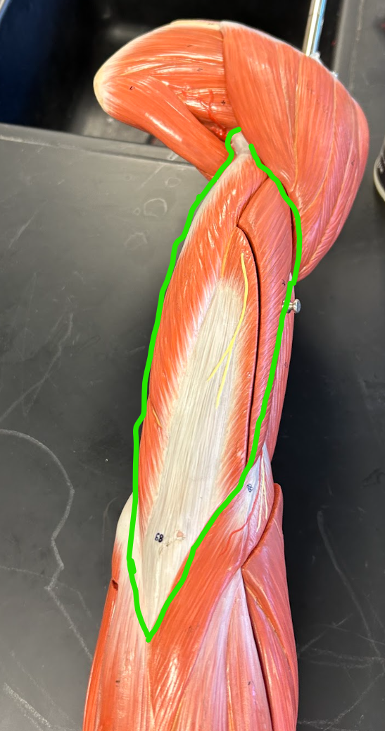 <p><span style="font-family: Arial, sans-serif">What is the origin and insertion of this muscle?</span></p>