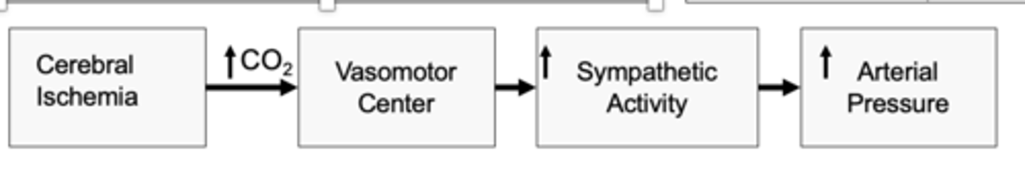 <p>What is the CNS ischemic response activated in response to? </p>