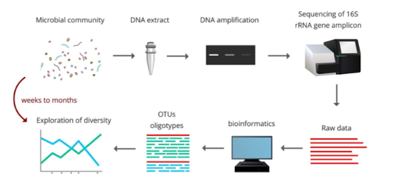 <p><strong>Amplifying 16S genes directly from environmental DNA allows identification of organisms without cultivation</strong>, <span style="color: green;"><strong><span>revealing novel taxa</span></strong></span></p>
